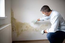 Best Black Mold Removal  in Harrisville, UT